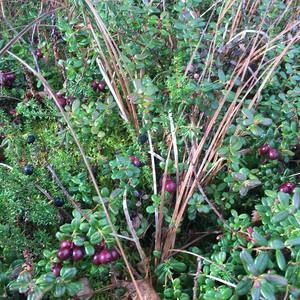 Meet your Posher, Sammy